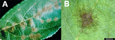 Figure 2. Apple scab lesions on young apple leaves. (Courtesy W. E. MacHardy)