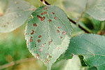 Figure 3. Blistered scab lesions on apple leaves. (Courtesy W. E. MacHardy)