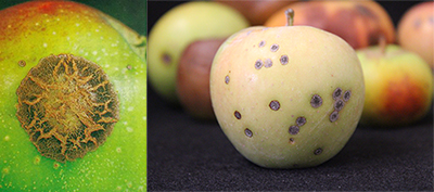 Figure 4. Blistered scab lesions on apple leaves. (Courtesy W. E. MacHardy)