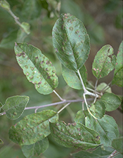 Figure 20. Defoliation of a crabapple tree caused by early apple scab infection. (Courtesy J. Hartman)