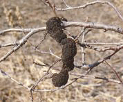 Figure 1. Characteristic thick, black, irregular swellings of black knot on the twig. (Used by permission of P.A. Arneson)