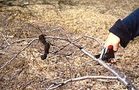 Pruning cuts should be made at least 6-8 inches (15-20cm) below the knot.