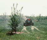Application of a protective fungicide on highly valued trees.