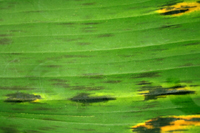 Figure 3. Early leaf streaks caused by Mycosphaerella fijiensis. (Courtesy H.D. Thurston)