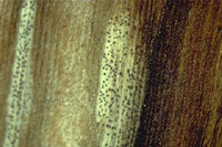 Figura 5. Os pontos pretos são pseudotécios de Mycosphaerella fijiensis imersos nos tecidos foliares necróticos. (Cortesia de A. Johanson)