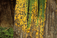 Figura 8. Manchas foliares da Sigatoka negra. (Cortesia de H.D. Thurston)