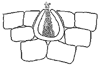Figura 10. Espermogônio de Mycosphaerella fijiensis. (Cortesia de P.A. Arneson) 
