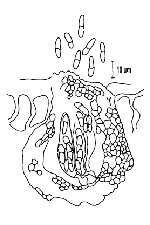 Figura 11. Pseudotecio de Mycosphaerella fijiensis. (De Ninoska, Pons. 1987. Notes on Mycosphaerella fijiensis var. difformis. Trans. Brit. Mycol. Soc. 89(1):120-124. Impreso con la autorización de Cambridge University Press.) 