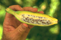 Figura 18. Frutos semilleros de un banano diploide.( Cortesía de R. Ploetz)