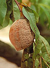 Figure 1. Rot of peach fruit by Monilinia fructicola and sporulation of the pathogen. (Courtesy D.F. Ritchie)