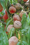 Figure 12. Rotting of ripening peach fruit. (Courtesy D.F. Ritchie)
