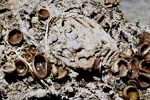 Figure 20. Apothecia arising from a peach mummy. Source of ascospores (sexual spores). (Courtesy A.L. Jones) 