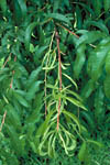 Figure 24. Yellow, narrow leaves on twig caused by a blossom blight canker. (Courtesy D.F. Ritchie)