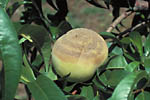 Figure 26. Sporulation on an injured green (immature) peach fruit. (Courtesy D.F. Ritchie)