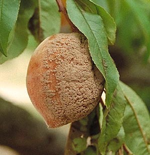 Rot of peach fruit by Monilinia fructicola and sporulation of the pathogen. (Courtesy D.F. Ritchie)