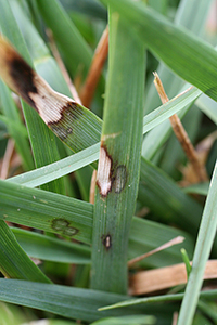 Figure 1. Dollar spot in Kentucky bluegrass (Poa pratensis). Note the white- to straw-colored lesions with reddish-brown margins. (Courtesy R.W. Smiley)