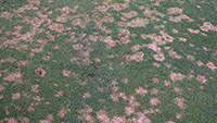 Figure 8. Individual dollar spots coalescing into larger patches of blighted turf. These symptoms may be confused with those of Rhizoctonia brown patch and Pythium blight. (Courtesy G.E. Holcomb) 