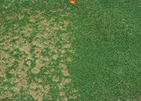 Figure 10. Severe dollar spot infection on creeping bentgrass (Agrostis palustris) on the left side of the photograph. Notice how the infected spots coalesce. Grass on the right hand side received a fungicide treatment. (Courtesy J. Hartman) 