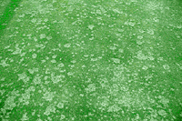 Figure 11. Severe dollar spot on a Tifeagle bermudagrass (Cynodon dactylon) golf course green. Notice how spots coalesce to form larger areas of infected turfgrass. (Courtesy D.Y. Han) 