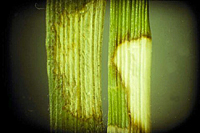 Figure 12. Lesions on tall fescue caused by Rhizoctonia solani (brown patch), on the left, and Sclerotinia homoeocarpa (dollar spot) on the right. Note bleached white appearance of dollar spot lesion compared to brown patch lesion. Both lesions have thin brown borders. (Courtesy L.L. Burpee) 