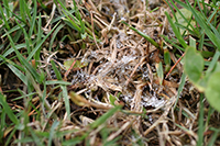 Figure 14. Cobwebby mycelium of the dollar spot fungus on Kentucky bluegrass (Poa pratensis) with guttation droplets (Courtesy W. C. Stienstra). 