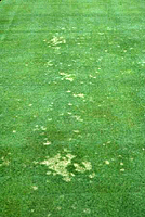 Figure 16. Mycelium and infected leaves can adhere to mowers and other equipment, resulting in a directional spread of disease (Courtesy L.L. Burpee). 