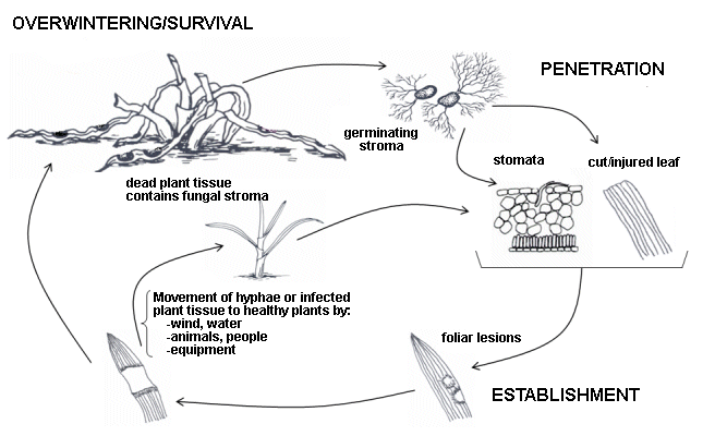 Disease cycle