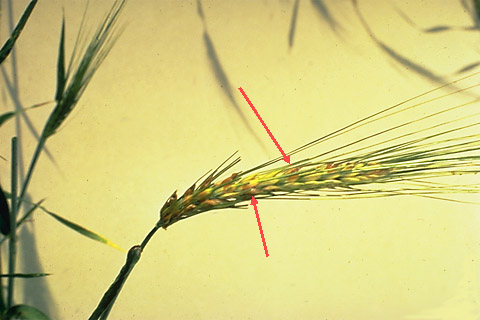 Figure 1. Honeydew stage of ergot of rye. 
