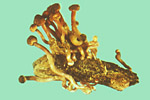 Figura 4. Esclerocio germinado (cornezuelo) de C. purpurea. Los abultamientos en el ápice de los estromas pedunculados contienen numerosos peritecios llenos de ascos y ascosporas (Cortesía de del Departamento de Patología Vegetal, Universidad Estatal de Dakota del Norte). 