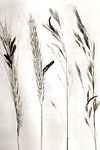 Figura 8. Ergots in rye (left) and bromegrass (right). (Courtesy M. Shurtleff)
