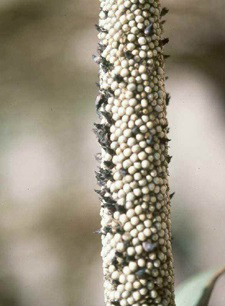 Figure 9. Sclerotia of Claviceps fusiformis protruding from pearl millet head.