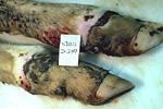 Figura 9. Lesiones en la pata de un ternero afectado por el ergotismo. Obsérvese la nítida demarcación entre el tejido vivo (arriba) y el muerto (abajo). (Cortesía de Department of Veterinary Science, North Dakota State University, Fargo)