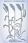 Figura 11. Dibujo de una antigua descripción del centeno en la que aparecen cornezuelos. (De Caspar Bauhin, Theatri Botanici, Basel, 1658)