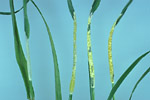 Figura 14. Los céspedes infectados con endófitos se usan en el control biológico de ciertas plagas de insectos. El cultivar Pennant del ballico perenne (Lolium perenne) (a la derecha) resiste mejor el daño causado por los gorgojos que los cultivares de ballico sin endófitos. (Cortesía de C.R. Funk)