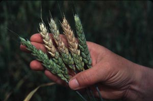 Fusarium head blight in wheat. (Courtesy G. Bergstrom)