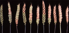 Figura 3. Branqueamento prematuro de espigas de trigo. (Cortesia G. Bergstrom)