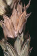 Figure 4. Salmon-colored sporodochia on wheat spike. (Courtesy G. Bergstrom)