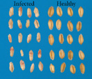 Figure 6. Healthy and FHB-infected wheat seeds. (Courtesy D. Schmale III)