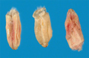 Figura 7. Grãos de trigo descoloridos resultantes da infecção pelo fungo causador da giberela. (Cortesia D. Schmalle III)