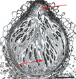 Figure 10. Cross-section of a perithecium of Gibberella zeae showing the ostiole (top arrow) and asci bearing ascospores (bottom arrow). (Reprinted with permission from F. Trail and R. Common. Perithecial development by Gibberella zeae: a light microscopy study. Mycologia 92:130-138. 2000. © Mycological Society of America.)