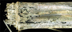 Figure 13. Bluish-black perithecia of Gibberella zeae forming on the surface of infested corn debris. (Courtesy D. Schmale III)
