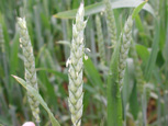Figure 14. Wheat head extruding anthers during flowering. (Courtesy D. Schmale III)