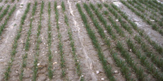 Figura 15. Plântulas de trigo necrosadas resultantes de sementes infectadas com Fusarium graminearum (esquerda) em comparação com plantas de uma parcela sadia (direita). (Cortesia G. Bergstrom)