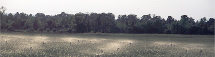 Figure 18. Wheat cultivars subjected to artificial inoculation with Fusarium graminearum. Overhead mist irrigation provides an environment conducive for infection. (Courtesy G. Bergstrom)