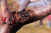 Leucostoma canker is one of the most important diseases of stone fruit trees worldwide.