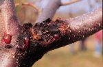 Figure 1. An older Leucostoma canker with a pruning cut in the center that served as the infection court. (Used by permission Alan R. Biggs).