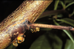 Figure 4. An infection advancing from a small twig into a larger branch showing the initial necrosis of the bark and amber-colored gum. (Used by permission Alan R. Biggs).