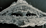 Figure 8. Scanning electron micrograph of the pycnidial stroma of Leucostoma persoonii showing cavities and the hymenial layer with conidia (arrows). (Used by permission Merton F. Brown and Harold G. Brotzman). 