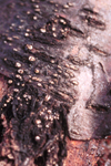 Figure 10. Outer bark of an older Leucostoma canker on nectarine showing the frosty-white disk of the ascostroma of Leucostoma persoonii. (Used by permission Alan R. Biggs) 