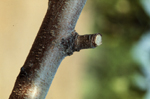 Figure 14. This pruning cut leaves a stub that can serve as an infection court for Leucostoma spp. (Used by permission Alan R. Biggs). 